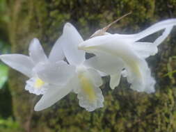 Image of Orchid