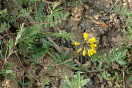 Image of hippocrepis