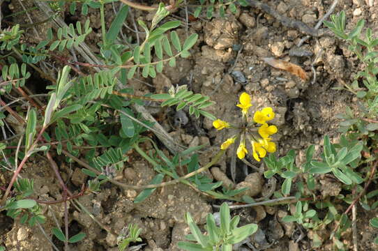 Imagem de Hippocrepis comosa L.