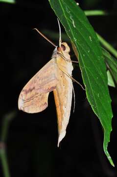 Image of Yam hawk moth