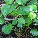 Image of Macropiper latifolium (L. fil.) Miq.