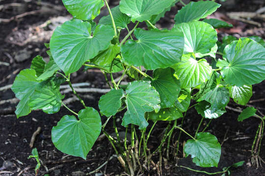 Imagem de Macropiper latifolium (L. fil.) Miq.