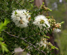 صورة Melaleuca styphelioides Sm.