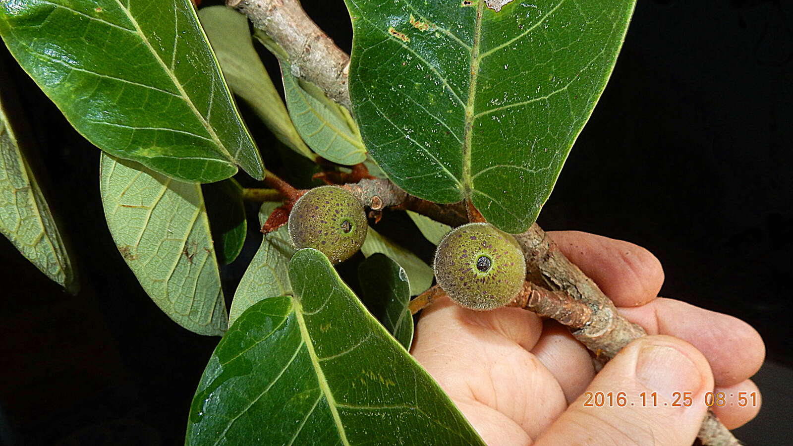 Image of Ficus gomelleira Kunth & Bouche