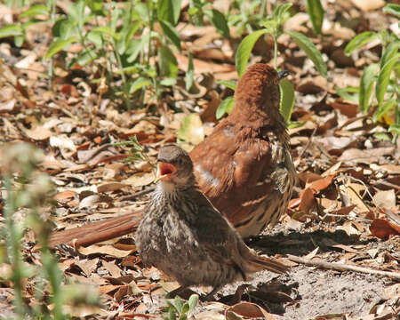 Image of Brown Thrasher