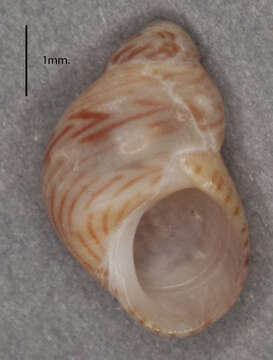 Image of European Pheasant Shell