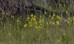 Imagem de Bulbine glauca (Raf.) E. M. Watson