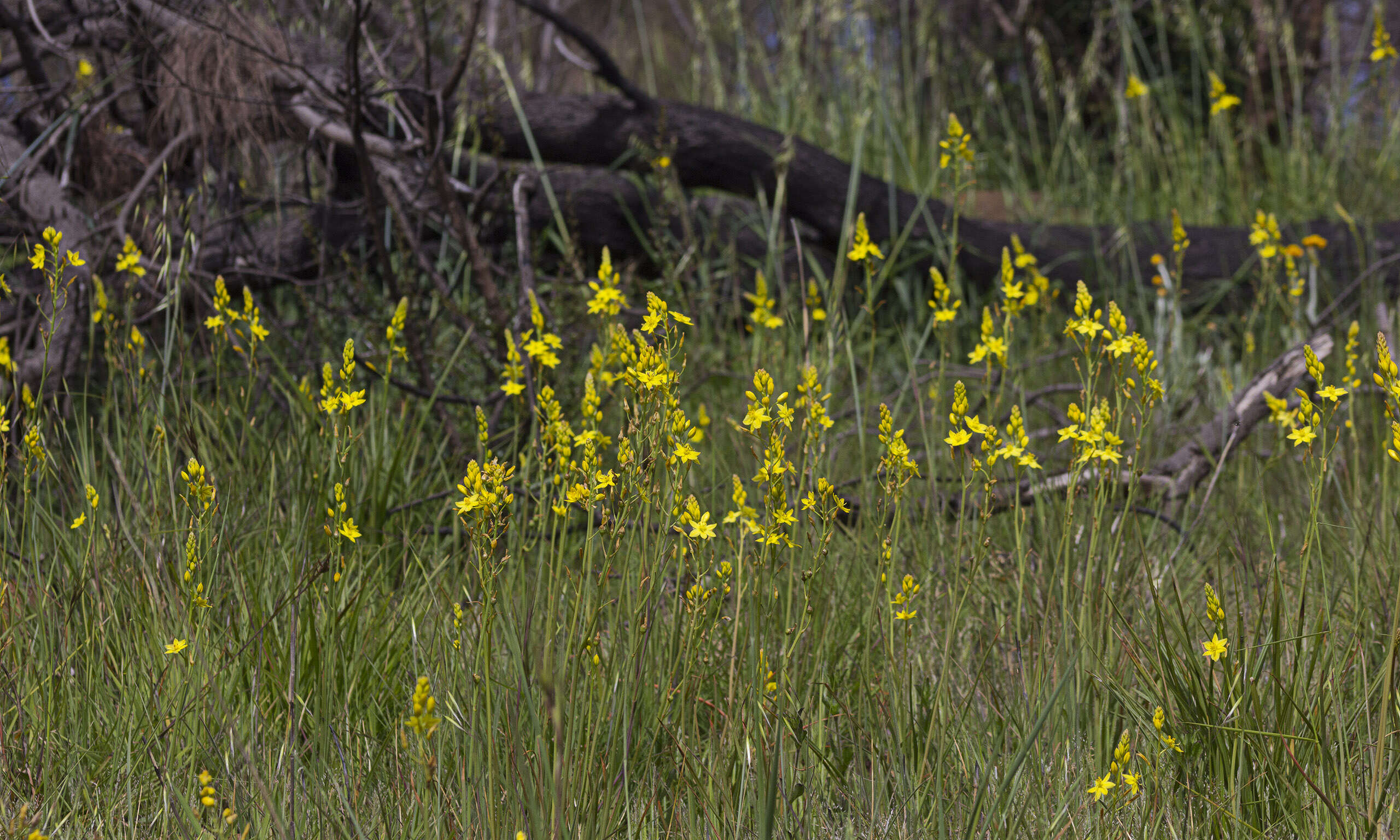 Imagem de Bulbine glauca (Raf.) E. M. Watson