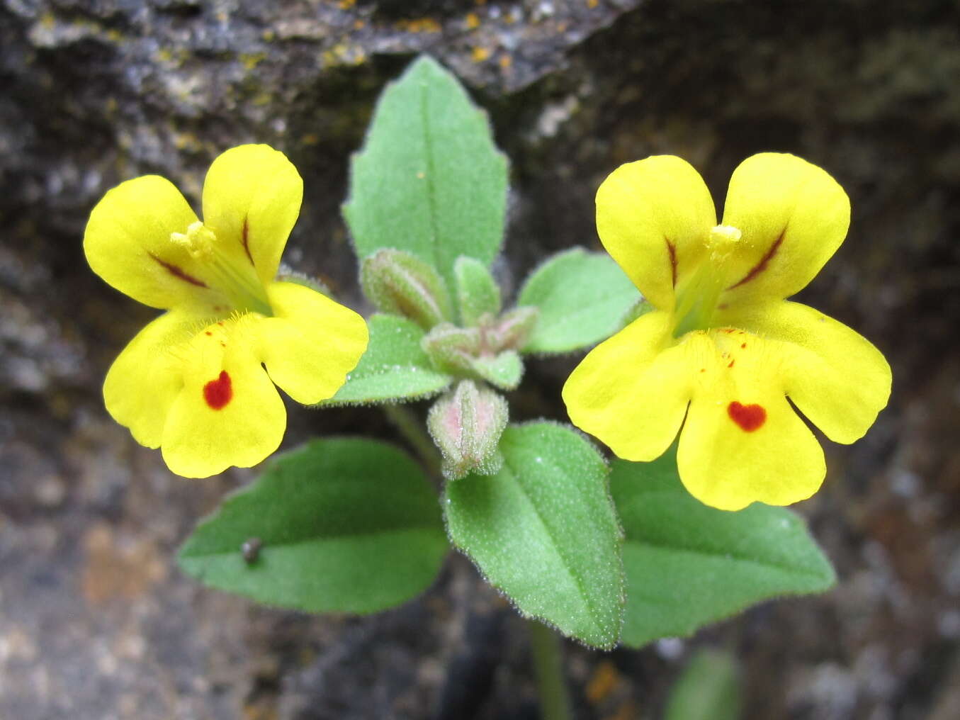 Image of Wing-Stem Monkey-Flower