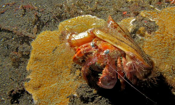 Image of Banded eyestalk hermit crab