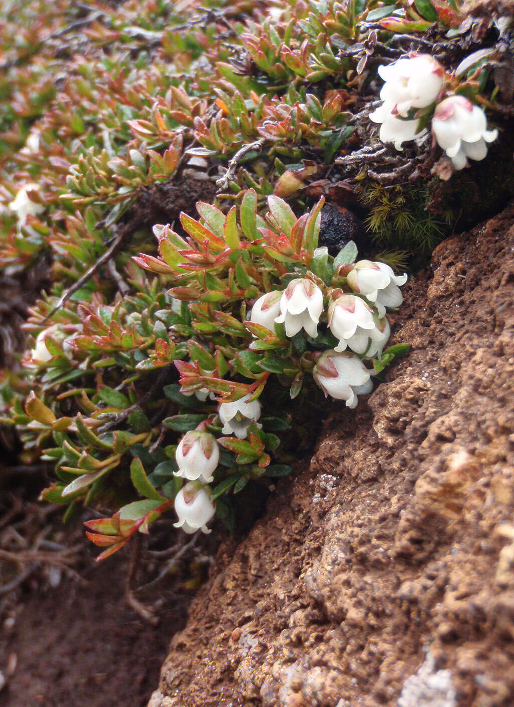 Image of Gaultheria tasmanica (Hook. fil.) D. J. Middleton