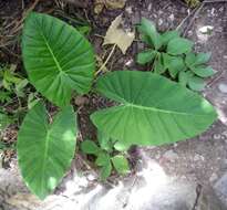 Image of taro