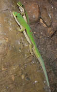 Plancia ëd Phelsuma lineata Gray 1842