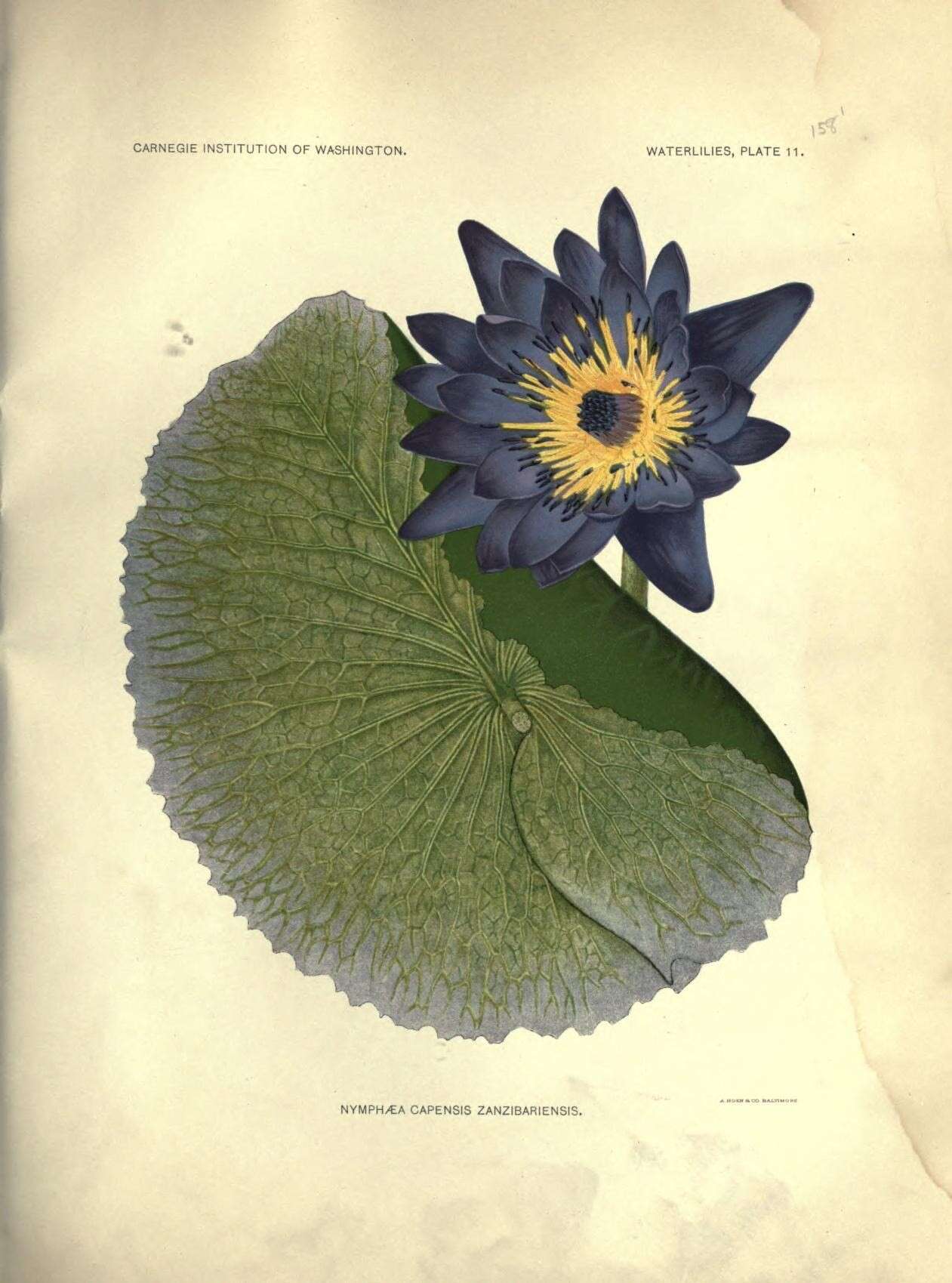 Image of blue star water-lily