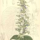 Imagem de Salvia macrostachya Kunth