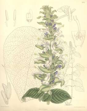 Imagem de Salvia macrostachya Kunth