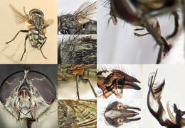 Image of blow flies