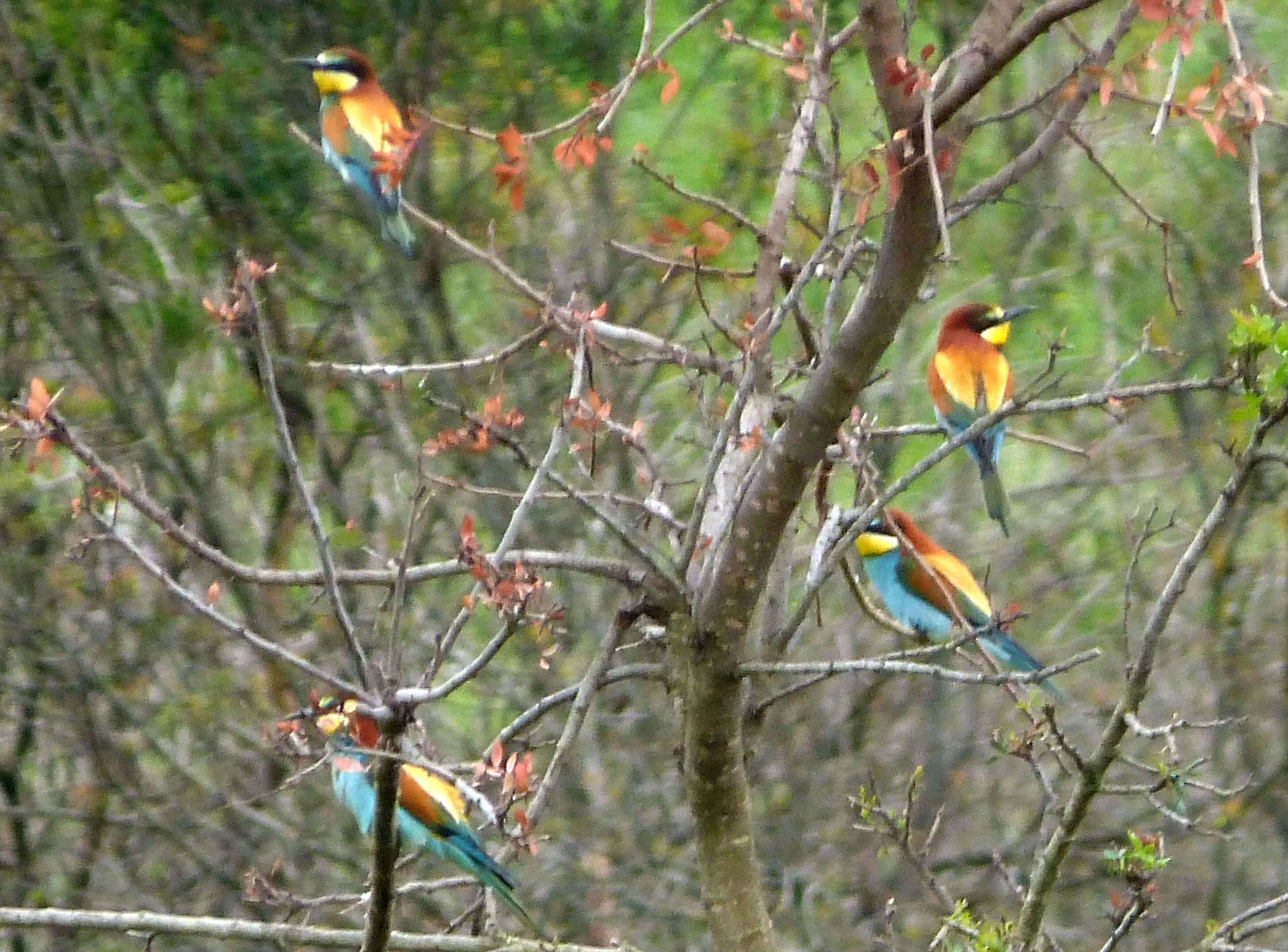 Image of bee-eater, european bee-eater