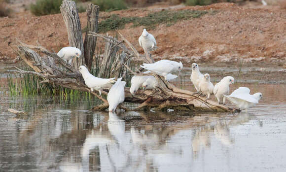 Image of Little Corella