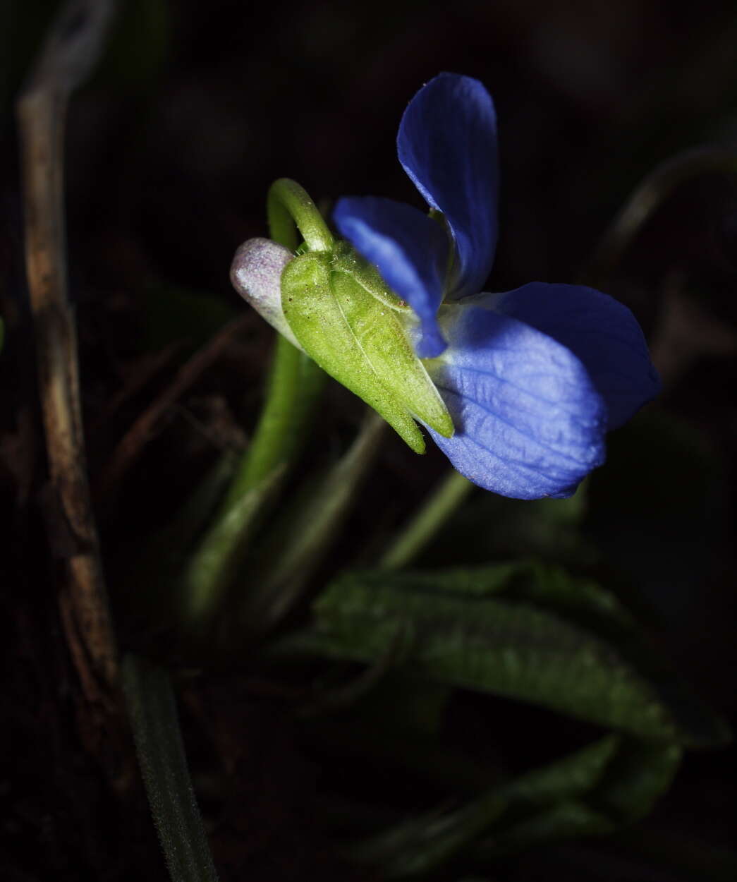 Image of Russian Violet
