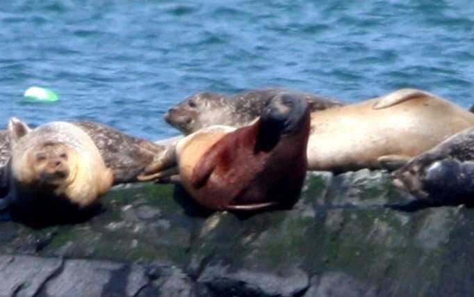 Image of Mediterranean Monk Seal