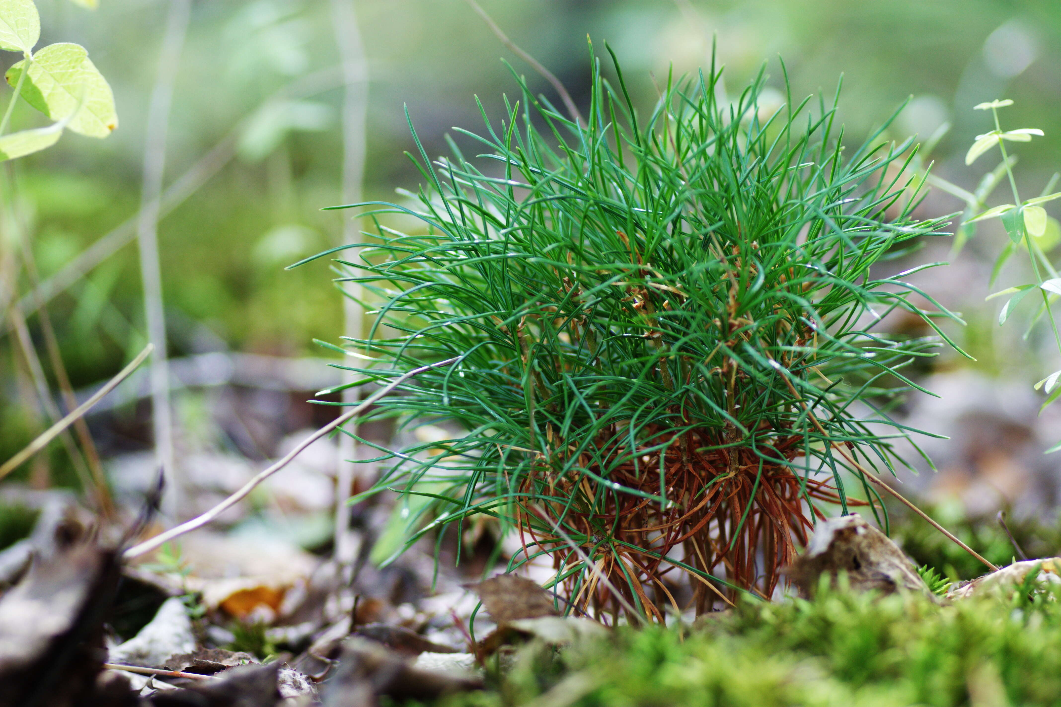 Image of Siberian pine