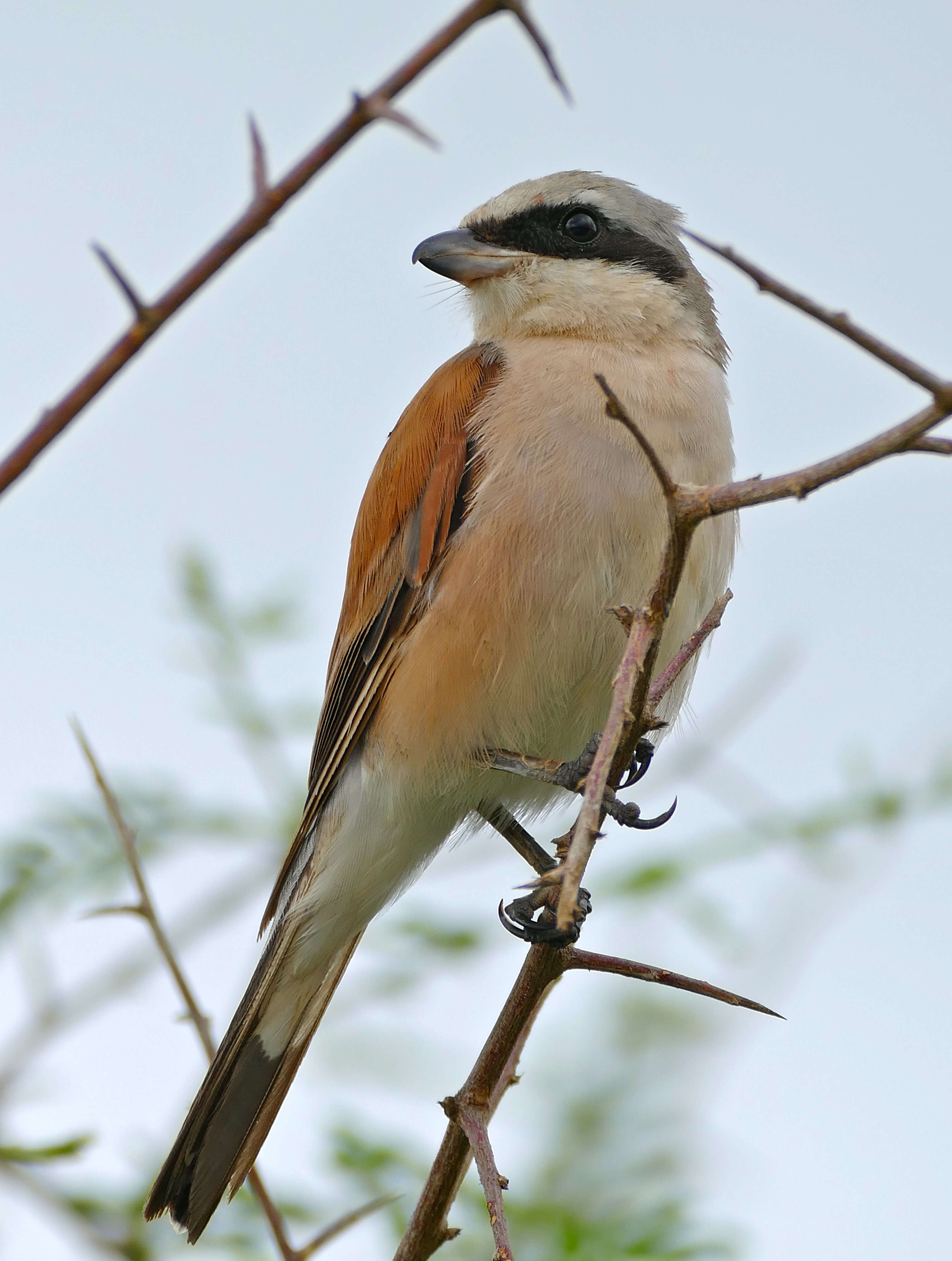 Image of true shrikes