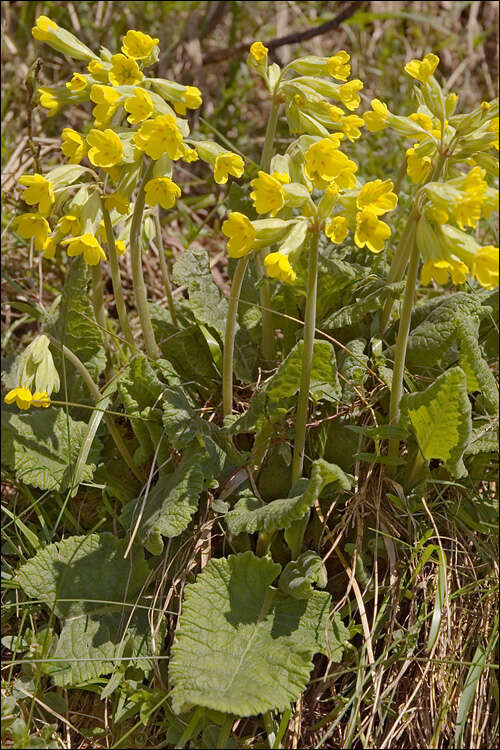 Image of cowslip