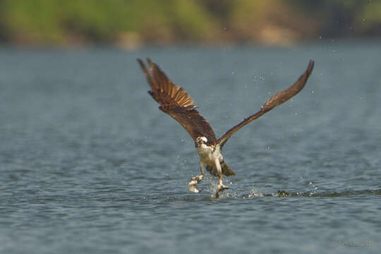 Image of ospreys