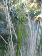 Image of Austrostipa scabra (Lindl.) S. W. L. Jacobs & J. Everett