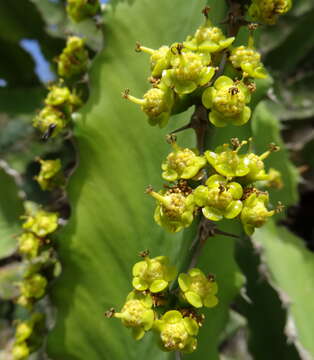 Image of Zigzag euphorbia