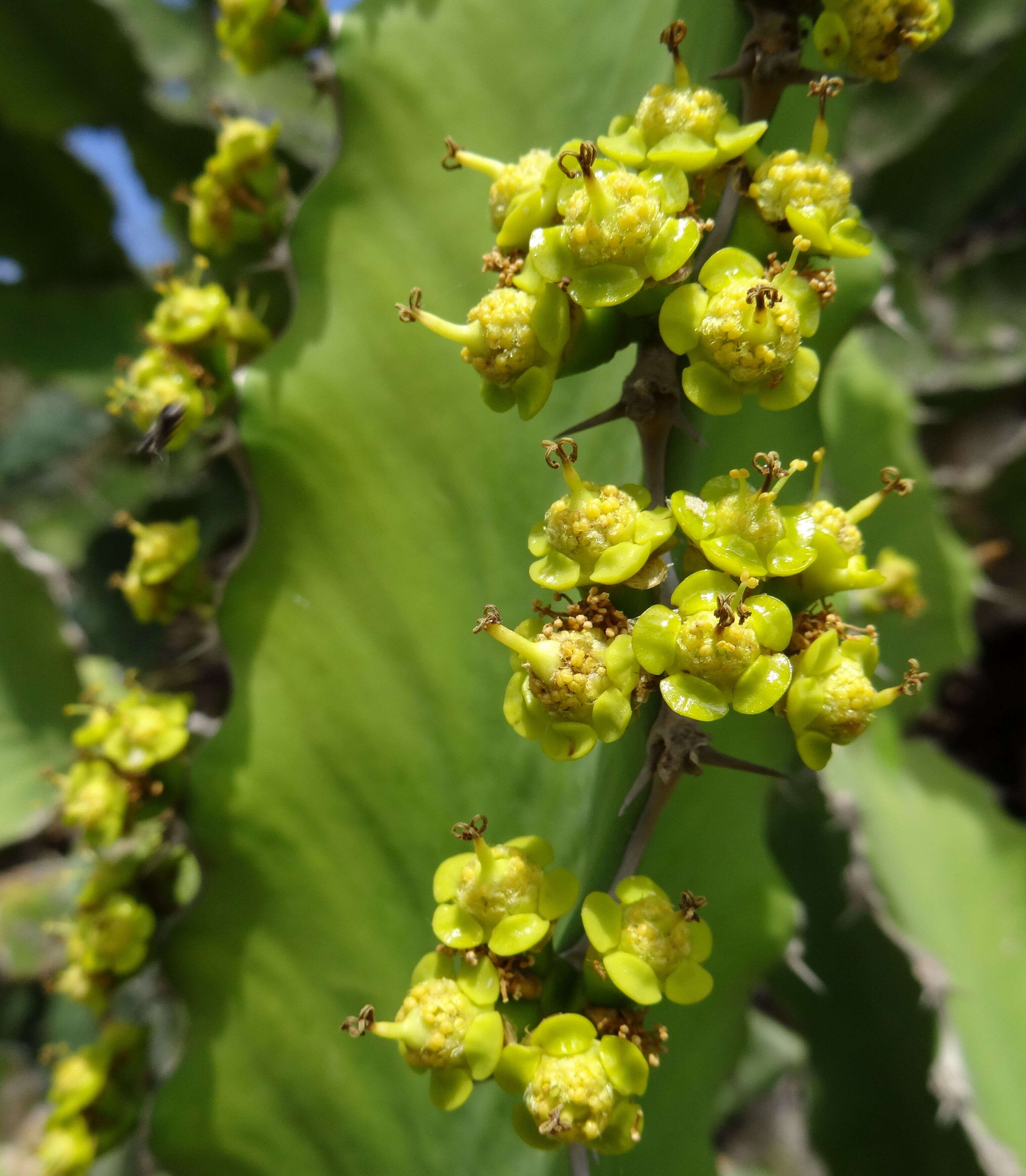 Image of Zigzag euphorbia