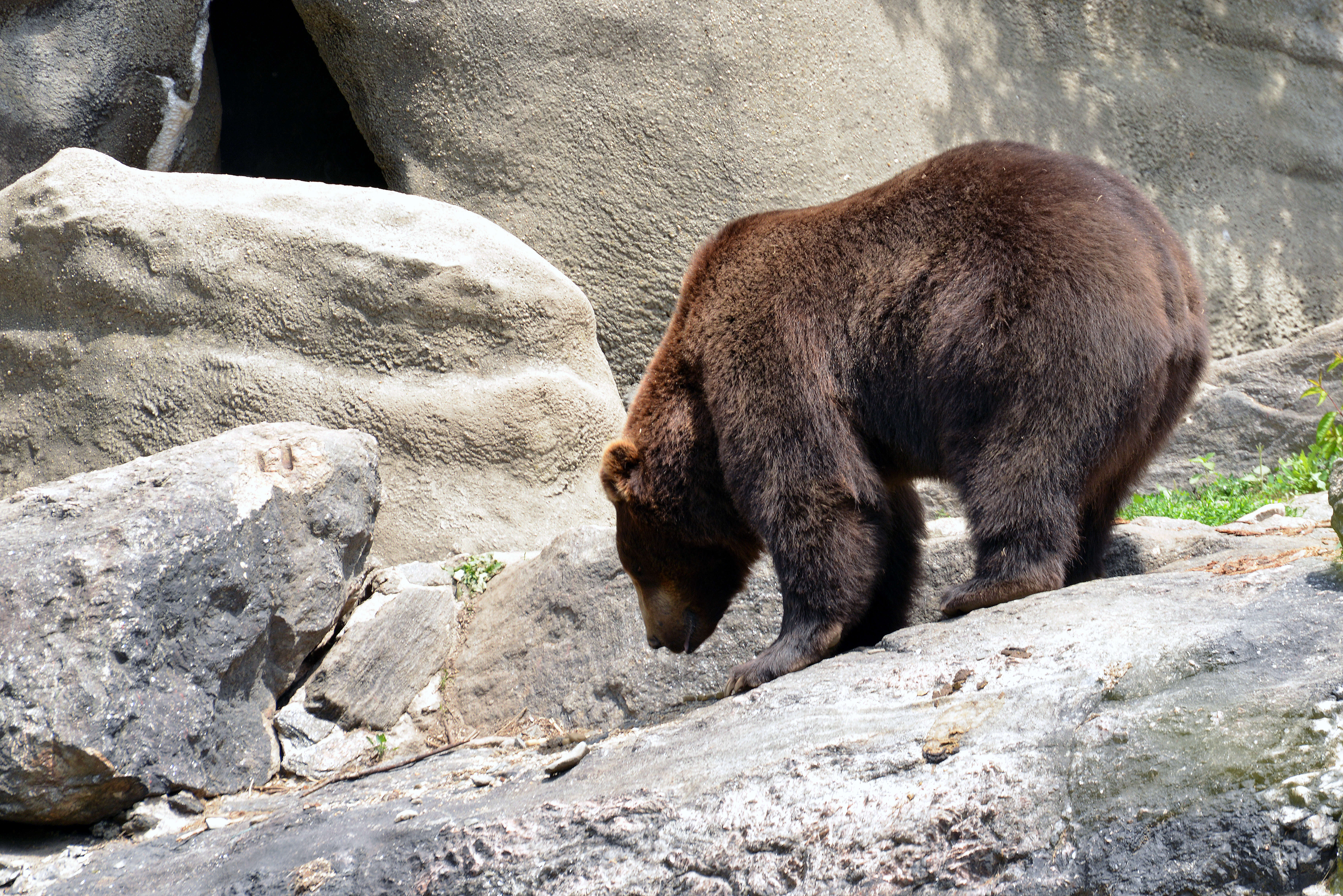 Image of Brown Bear