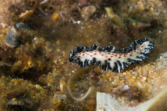 Слика од Maritigrella fuscopunctata (Prudhoe 1978)