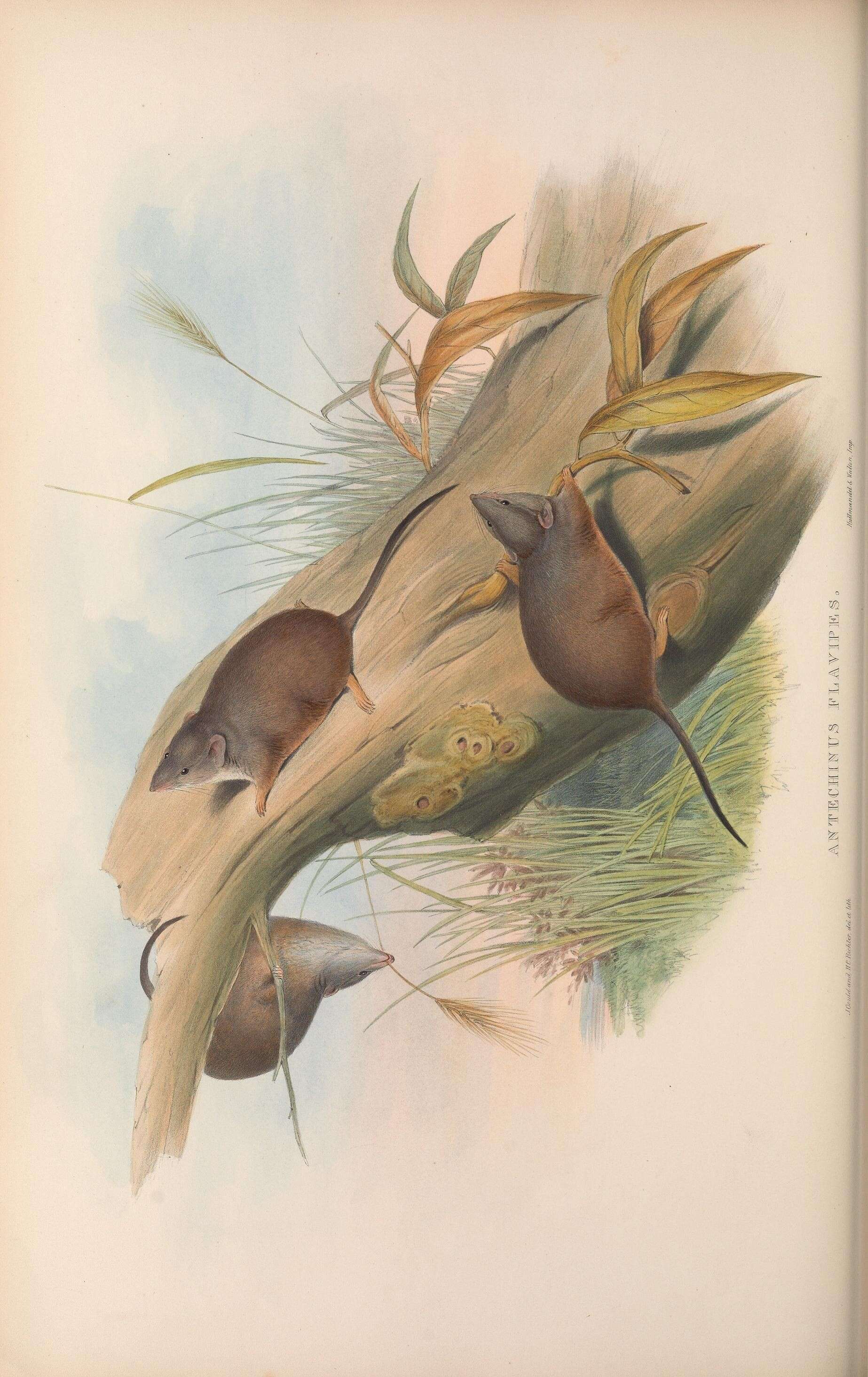 Image of Phascogalini Gill 1872