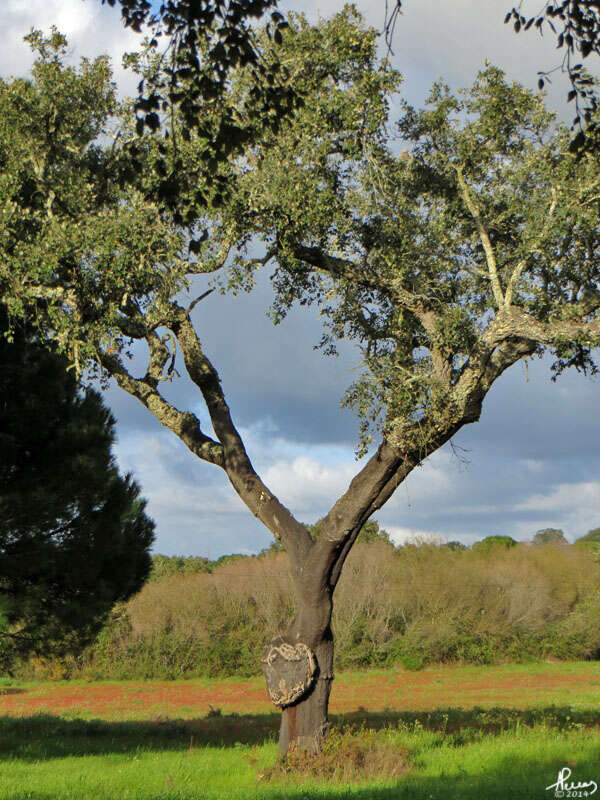 Image of Cork Oak