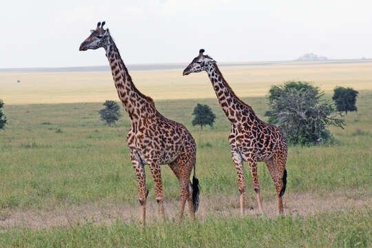 Image of Giraffes