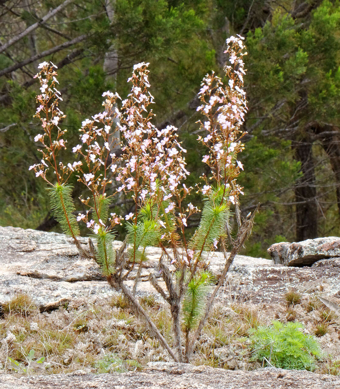 Image of Stylidium laricifolium Rich.