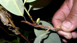 Image of Erythroxylum nobile O. E. Schulz