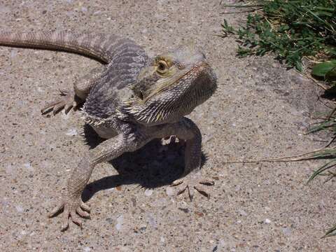 Image of Bearded Dragons