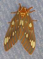 Image of Regal Moth