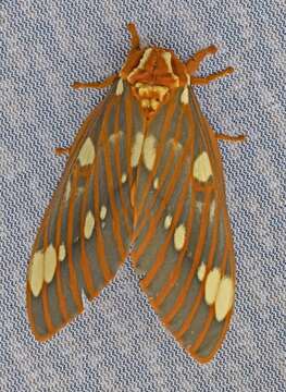 Image of Regal Moth