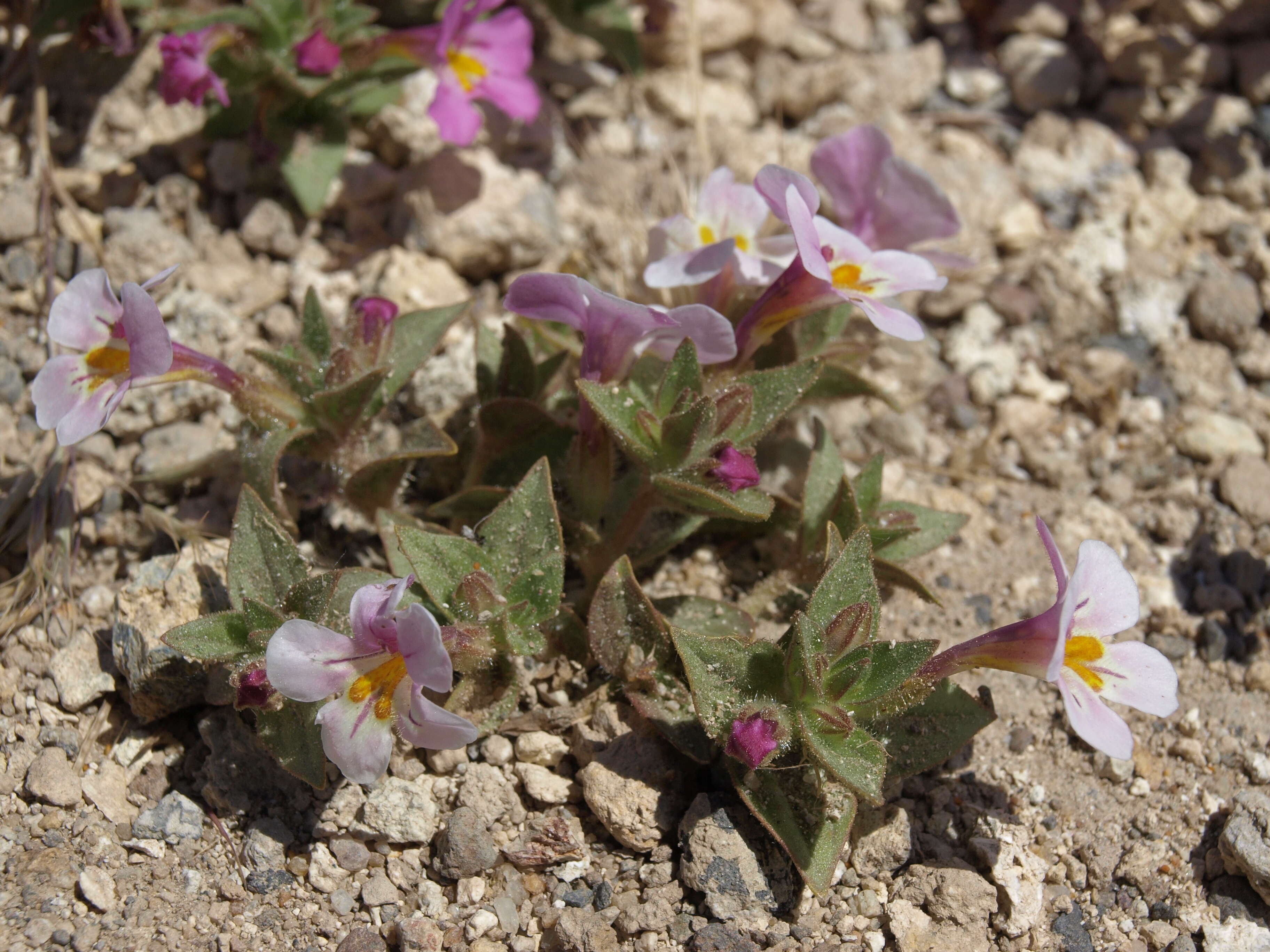 Image of eggleaf monkeyflower