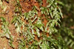 Image of Hymenophyllales