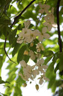 Image of Cassia nealiae H. S. Irwin & Barneby