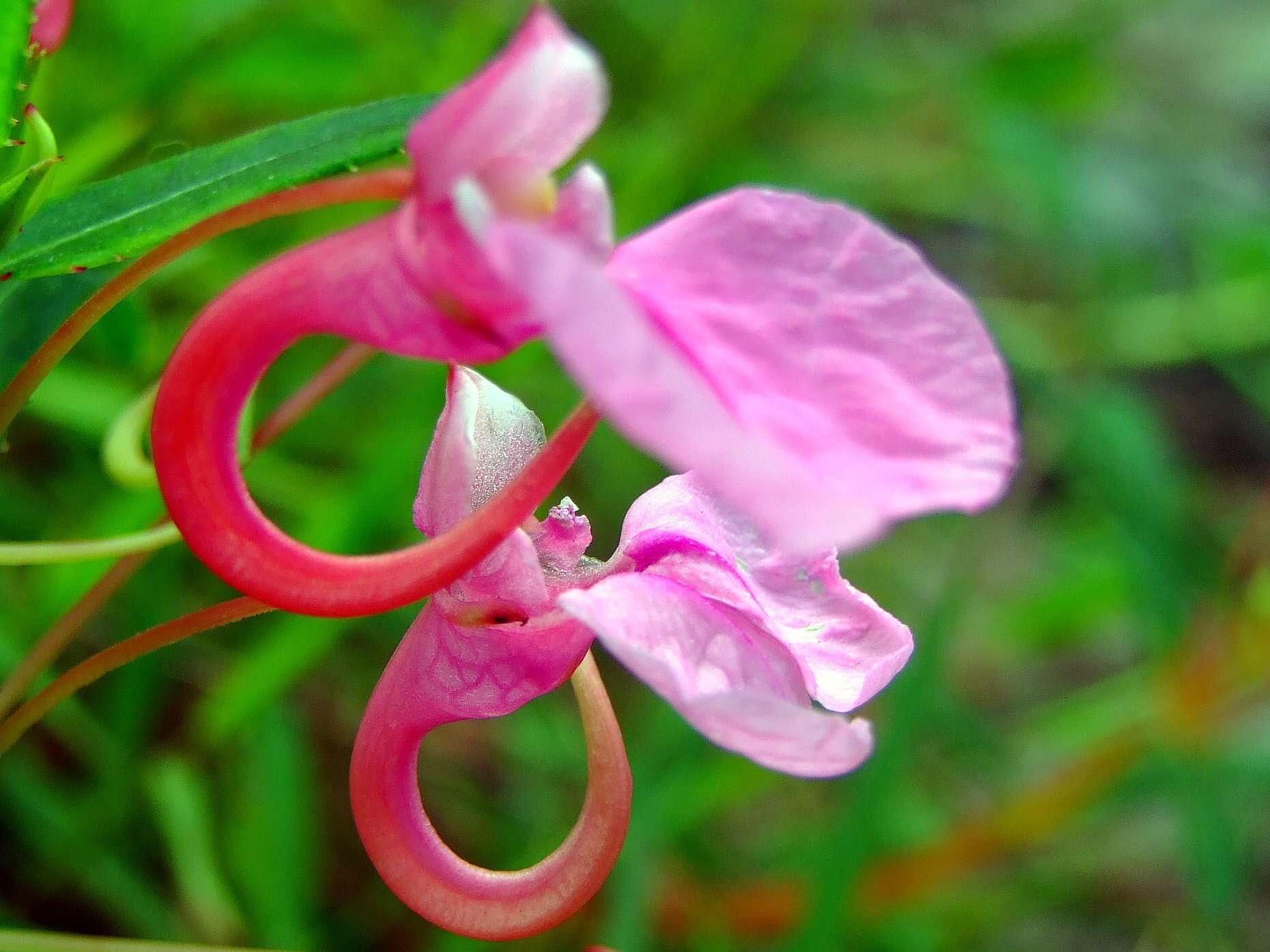 Impatiens chinensis L. resmi