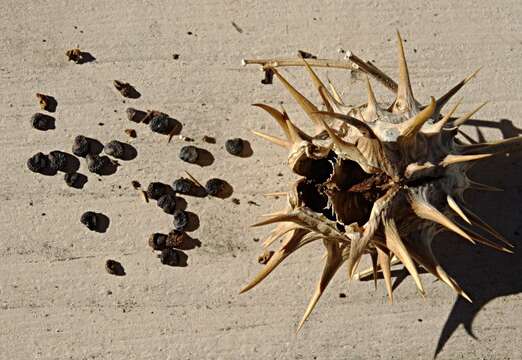 Image of Chinese thorn-apple