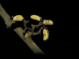 Stemonuraceae resmi