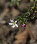 Image of Rhytidosporum