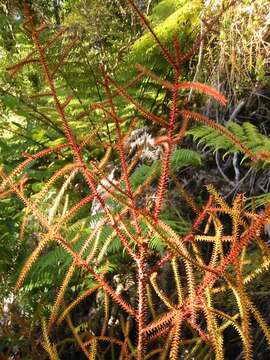 صورة Dacrydium cupressinum Sol. ex G. Forst.